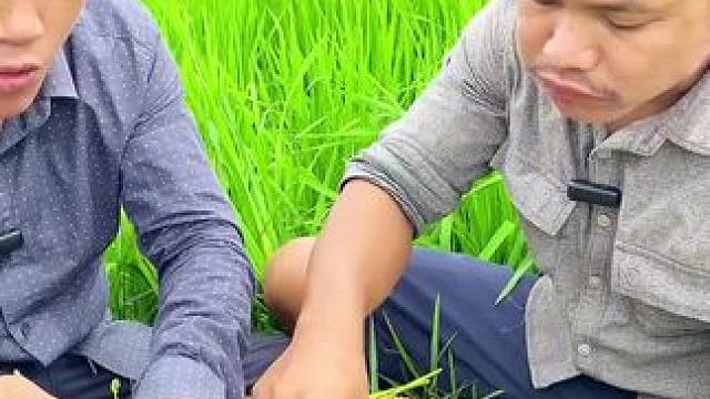 田野边上吃田螺 #农村生活 #我的乡村生活 #原始美味 #农村美食 #农村柴火灶