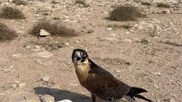 阿拉伯土豪的宠物游隼收获一顿大餐 