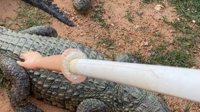 源于自然的鳄鱼骨肽酒 纯正滋味#鳄珍