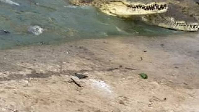 鳄鱼骨肽酒 养生之道的精致选择#鳄珍