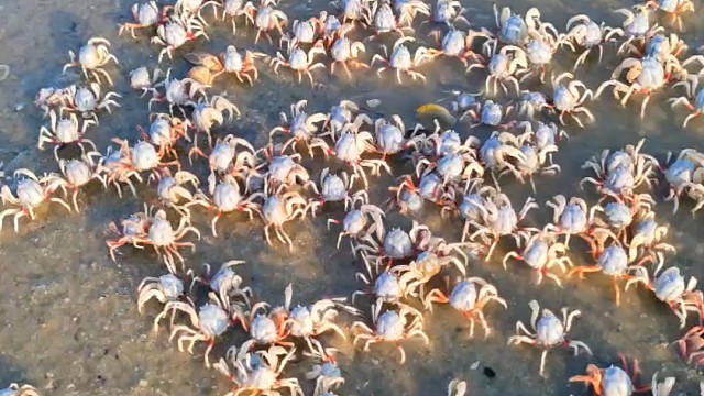 炎炎夏天，沙蟹大量出动，正是赶海捕捉好时机