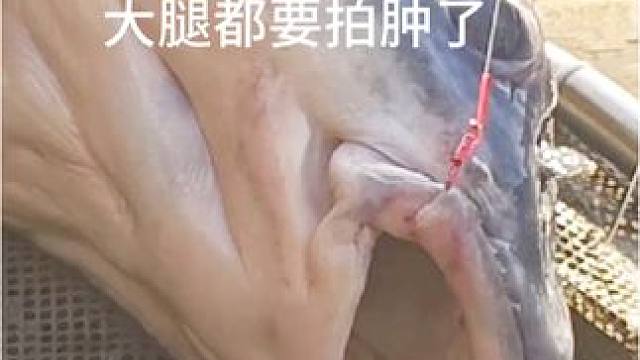 钓个鱼大腿都拍肿了#钓鱼 #2024dou来钓鱼 #夏日钓鱼不停歇 #钓