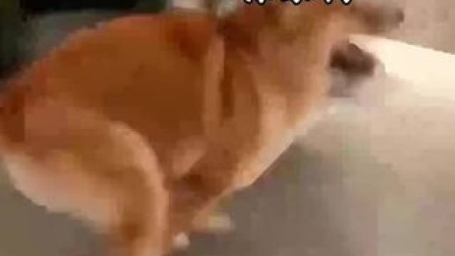 你养的狗狗会是这样吗 当你拥有了它 你会快乐吗#萌宠 #斯塔福 #赛级犬 #小奶狗 #萌到爆炸了