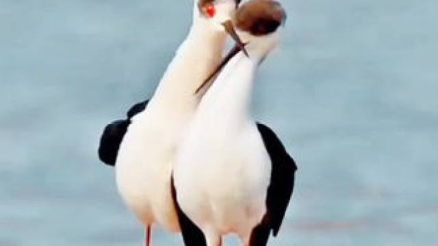 #鸟类实拍：一对鸟儿爱情恋 #美丽的一双羽毛翅膀 #鸟语花香人间仙境 ，#万物皆有情 ！#难得一见 