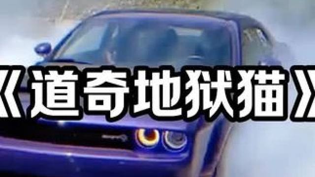 所有老司机心目中的猫