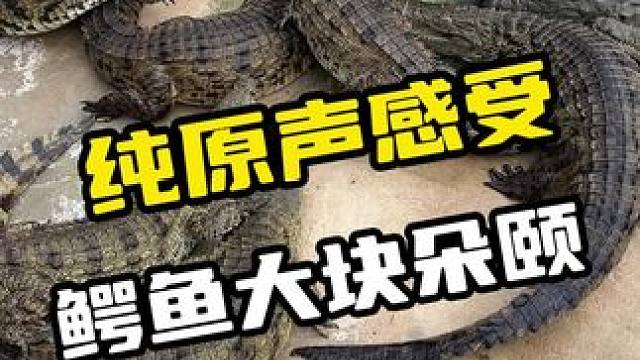 纯原声感受，鳄鱼大块朵颐#鳄鱼 #鳄珍 #鳄鱼养殖场