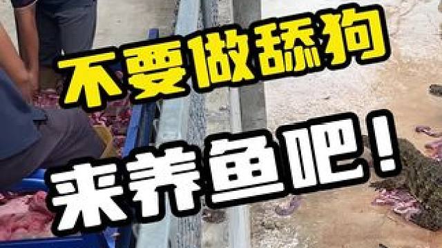 不要做舔狗，来养鱼吧！#鳄鱼 #鳄珍 #鳄鱼养殖场 #鳄鱼皮带