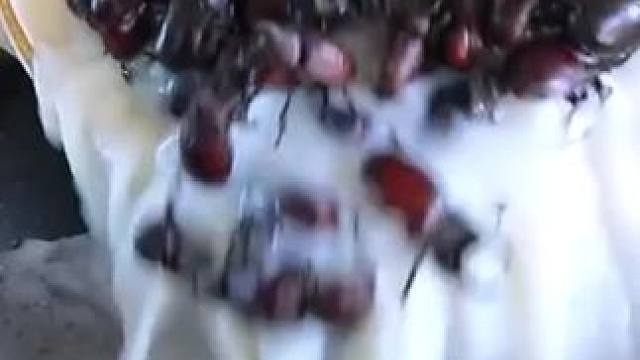 东南亚特色昆虫宴 #农村生活 #我的乡村生活 #原始美味 #昆虫宴 #昆虫美食