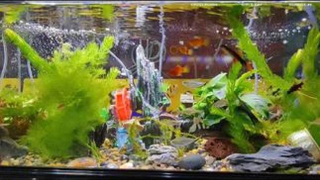 #鱼缸里的大自然 #养鱼养心 #鱼儿自由自在的水中游 #流水生财 #玻璃中的大自然