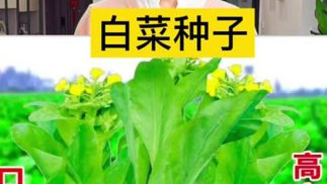 #日常生活小妙招 #好物推荐 #好产品一起分享 #干货分享 #白菜