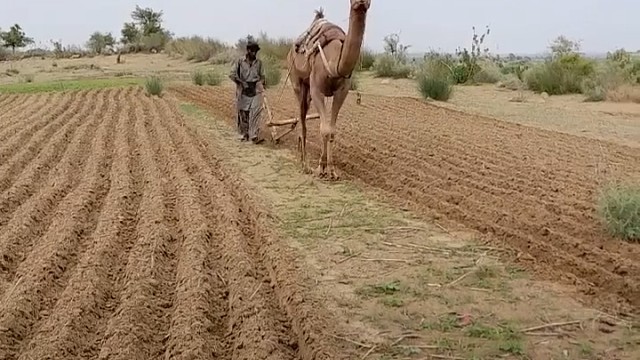 笫一次看到骆驼耕地[赞]