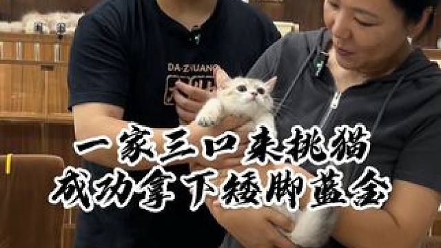 小主人带他的新宠物去新家啦~#壮实说猫 #蓝金渐层 #金加白