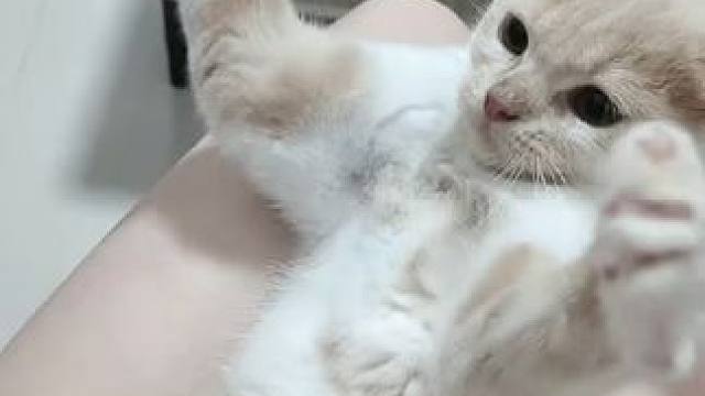 自从知道了我喜欢男人 想搞对象它就逐渐变得暴躁#我和我的猫 #猫先动的手