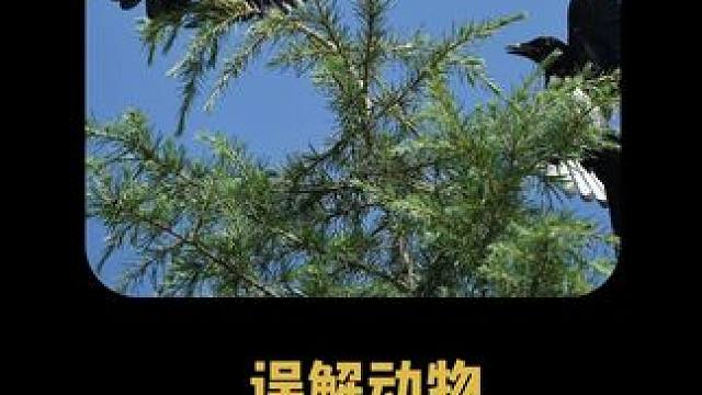 这个世界就是一个巨大的卡颜局，原来这些都是被人类误解的动物