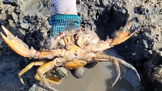 台风后，生蚝地螃蟹全暴露，正是赶海好时机