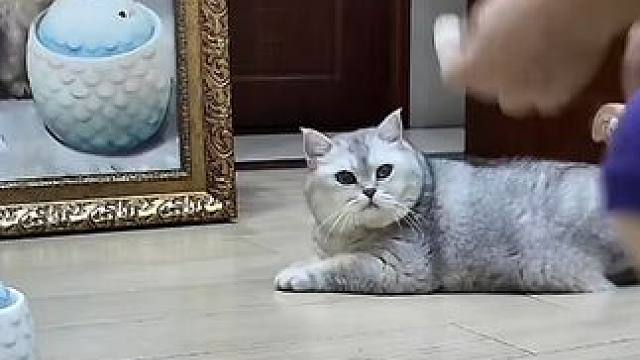 进度条警告 #记录猫咪日常 #帮我看下猫 #监控下的一幕