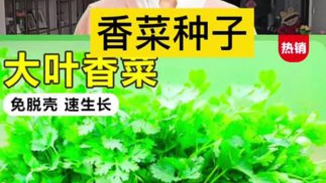 #日常生活小妙招 #好物推荐 #干货分享 #好产品一起分享 #香菜