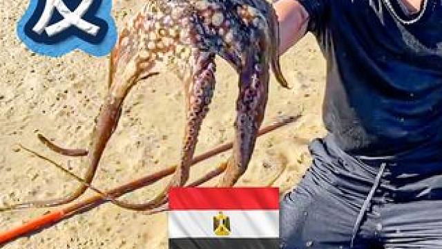 环球旅行  埃及赶海， 收获颇丰 ⁉️ #钓鱼 #赶海 #旅行 #VLOG