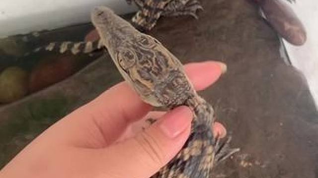 #小鳄鱼苗 #鳄鱼