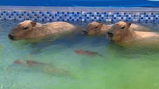 #卡皮巴拉 #卡皮巴拉是一种生活态度