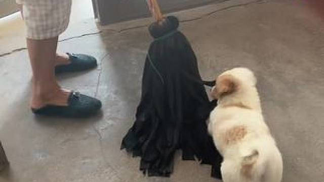 精力充沛，太会玩了，搞不过它。#我家萌宠 #日常逗狗