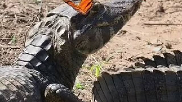 蝴蝶和鳄鱼 #国外视频分享 #奇妙的动物 #鳄鱼