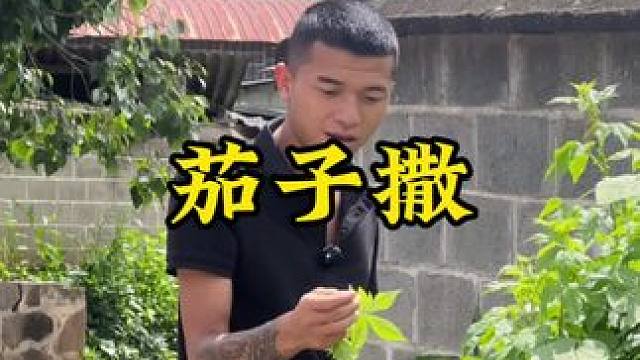 茄子撒#新农人计划2024 #回村后的我 #农村生活