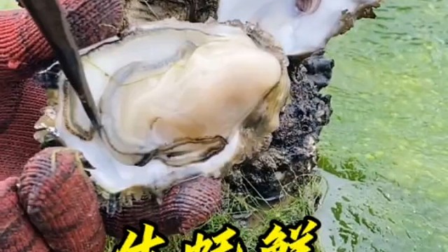 黄金海岸生蚝鲜，天然美味杠杠的