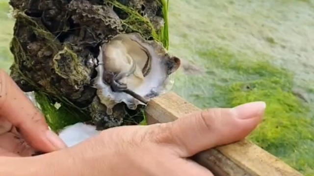 8月生蚝肥到油流，这样的赶海太治愈了