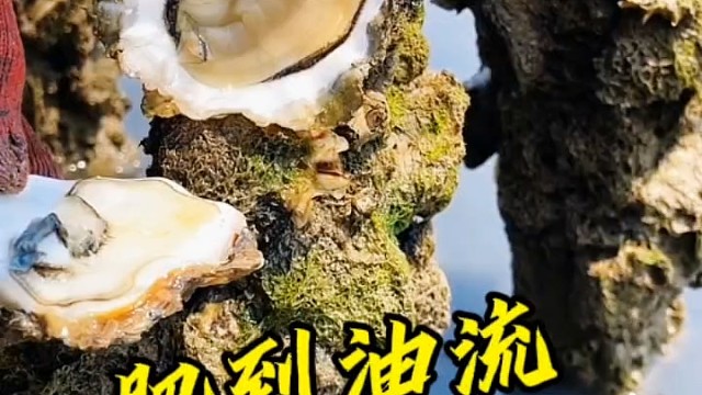 山凤海韵这里美，天赐地馈生蚝鲜
