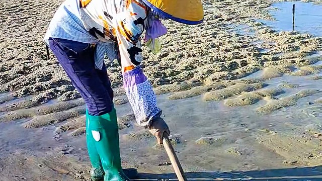 看看，小渔赶海是怎样找沙虫眼挖的