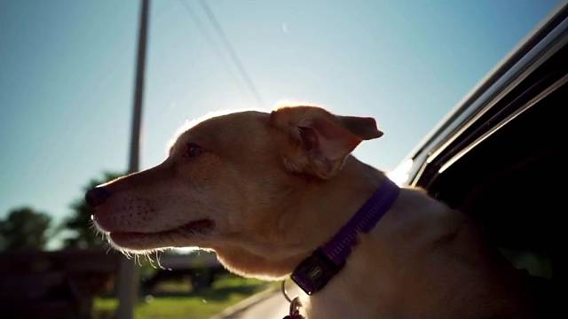 现代出行，狗狗可否同行？是一概拒绝还是合理安排？快来分享您的想法哟！