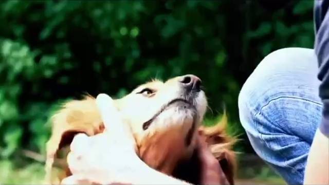 还在为教狗狗趴而烦恼？别急，这里有让您轻松达成目标的神奇秘诀！