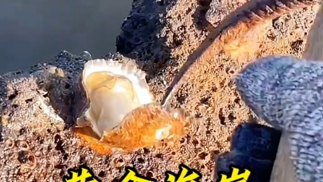 这样的赶海生活太爽了，治愈又解压