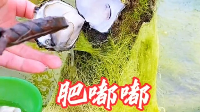 东西南北都走遍，生蚝还是这里鲜
