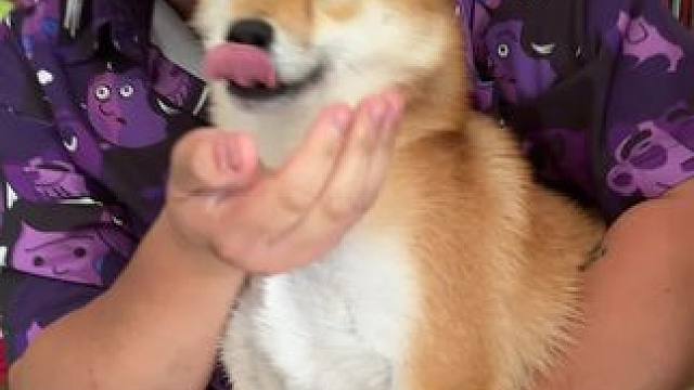 回家第一天 太忙碌了 #汪星人的精致生活 #狗狗 #万物可爱计划 #宅家治愈记