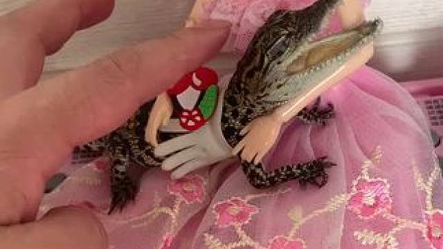 美女与鳄鱼相遇是什么体验#小鳄鱼 #鳄鱼