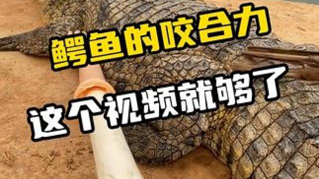 鳄鱼的咬合力，这个视频就够了#鳄鱼 #鳄珍 #鳄珍鳄鱼酒 #鳄鱼养殖场