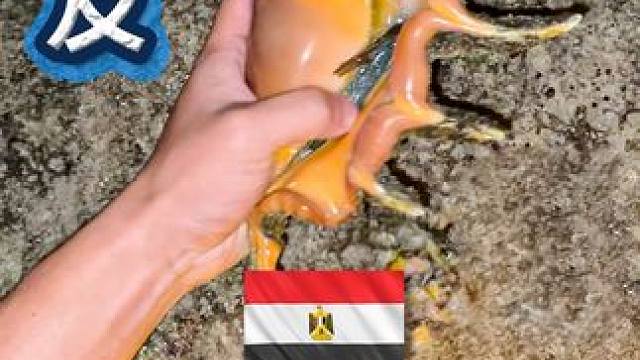 环球赶海  趁着退大潮，看看埃及赶海能抓到什么 #赶海 #钓鱼 #旅行