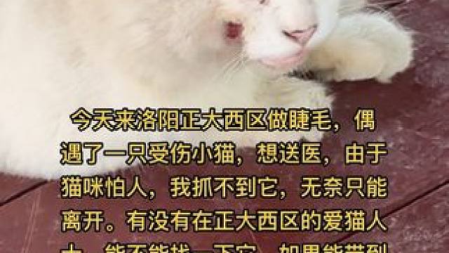 这么热的天 两处很大的伤口，很容易感染，我走近它就跑到太阳地，钻草丛里，没有救助经验只能发视频求助#