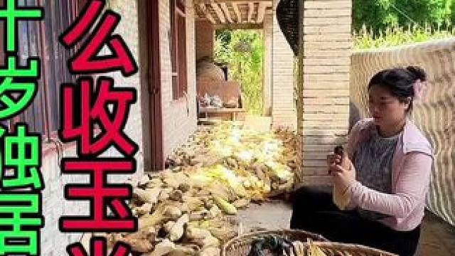 我们到底应不应该让老人种地？一点不值钱的玉米爸妈外婆都病了 #农村日常 #我的乡村生活