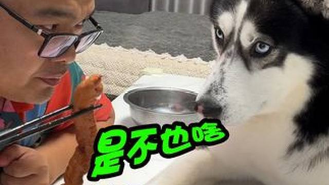 为了给狗狗做大餐，主人用火龙果炖猪大肠，狗狗的表情笑得我肚疼 #二哈 #铲屎官 #