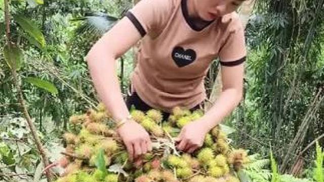 收获野生龙眼，去市场出售#夏日的农村生活 #龙眼 #享受大自然