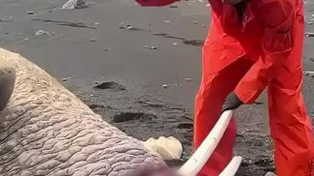 一定要看到最后，惊人！ #纪录片 #因纽特人