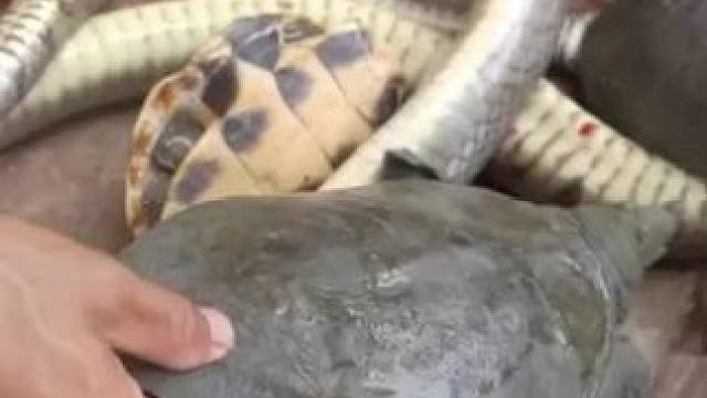 甲鱼煲辣条原始美味 #甲鱼煲 #辣条煲汤 #农村生活 #人间美味