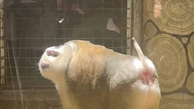 哥现在太红了，营业都得看心情…… #豚尾猴 #黔灵山猴子