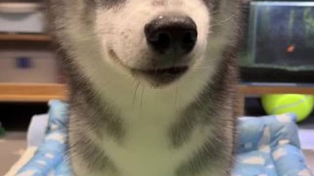 Ee们的下饭视频回归啦！今天每个小狗都有直拍 #狗狗 #汪星人的精致生活 #万物可爱计划 #宅家治愈