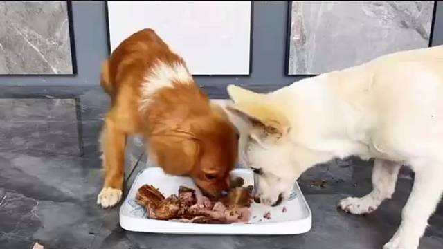 狗狗护食大作战，你准备好了吗？