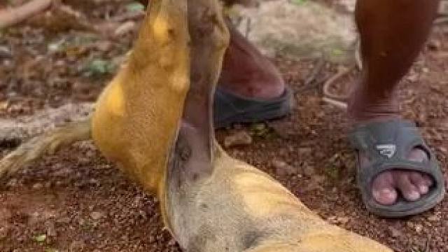 东南亚乡村美食 #东南亚八面佛 #农村生活 #农村美食 #农场日记