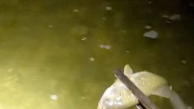 本来是来抓螃蟹的，谁知被当地小朋友忽悠了，变成抓鱼和泥鳅了。#徒手抓鱼 #溪流 #溪石斑 #马口鱼 